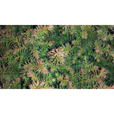Криптомерія японська Вілморініана | Cryptomeria japonica Vilmoriniana | Криптомерия японская Вилмориниана