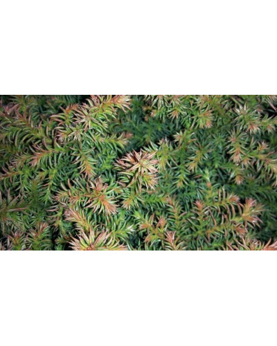 Криптомерія японська Вілморініана | Cryptomeria japonica Vilmoriniana | Криптомерия японская Вилмориниана