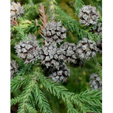 Криптомерія японська Вілморініана | Cryptomeria japonica Vilmoriniana | Криптомерия японская Вилмориниана