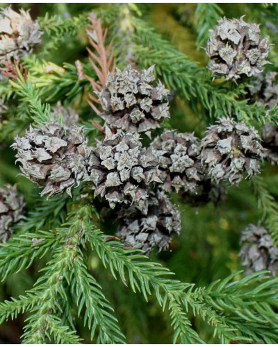 Криптомерія японська Вілморініана | Cryptomeria japonica Vilmoriniana | Криптомерия японская Вилмориниана