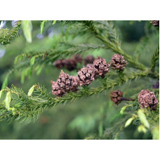 Криптомерія японська Вілморініана | Cryptomeria japonica Vilmoriniana | Криптомерия японская Вилмориниана