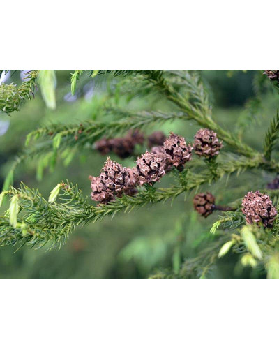 Криптомерія японська Вілморініана | Cryptomeria japonica Vilmoriniana | Криптомерия японская Вилмориниана