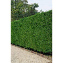 Купрессоципарис Лейланда | Cupressocyparis leylandii | Купрессоципарис Лейланда