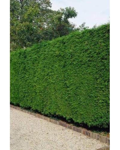 Купрессоципарис Лейланда | Cupressocyparis leylandii | Купрессоципарис Лейланда