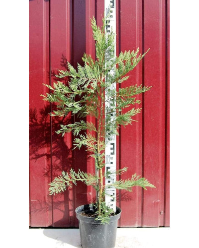 Купрессоципарис Лейланда | Cupressocyparis leylandii | Купрессоципарис Лейланда