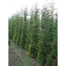 Купрессоципарис Лейланда | Cupressocyparis leylandii | Купрессоципарис Лейланда