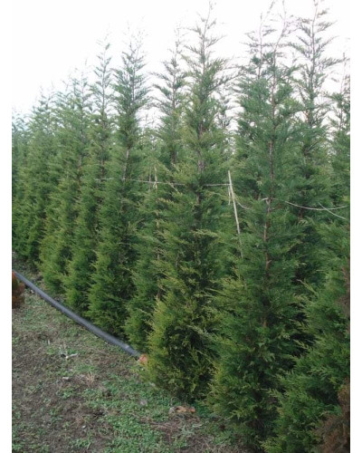 Купрессоципарис Лейланда | Cupressocyparis leylandii | Купрессоципарис Лейланда