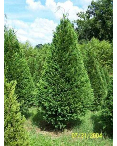 Купрессоципарис Лейланда | Cupressocyparis leylandii | Купрессоципарис Лейланда