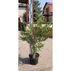 Купрессоципарис Лейланда | Cupressocyparis leylandii | Купрессоципарис Лейланда