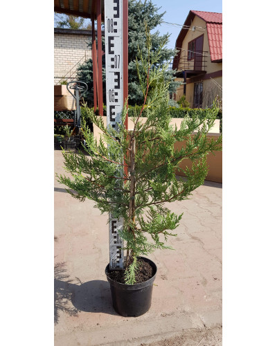 Купрессоципарис Лейланда | Cupressocyparis leylandii | Купрессоципарис Лейланда