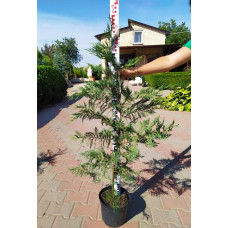 Купрессоципарис Лейланда | Cupressocyparis leylandii | Купрессоципарис Лейланда
