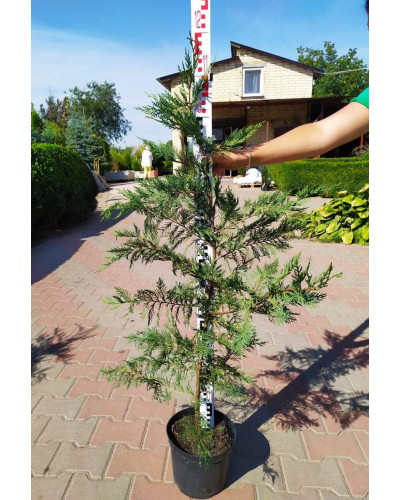 Купрессоципарис Лейланда | Cupressocyparis leylandii | Купрессоципарис Лейланда