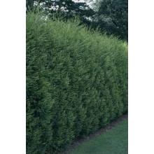 Купрессоципарис Лейланда | Cupressocyparis leylandii | Купрессоципарис Лейланда
