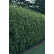 Купрессоципарис Лейланда | Cupressocyparis leylandii | Купрессоципарис Лейланда