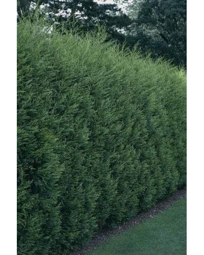 Купрессоципарис Лейланда | Cupressocyparis leylandii | Купрессоципарис Лейланда