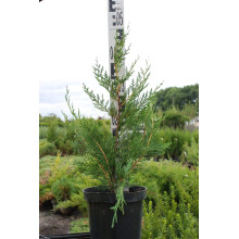 Купрессоципарис Лейланда | Cupressocyparis leylandii | Купрессоципарис Лейланда
