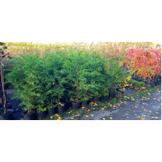 Купрессоципарис Лейланда | Cupressocyparis leylandii | Купрессоципарис Лейланда
