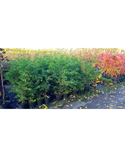Купрессоципарис Лейланда | Cupressocyparis leylandii | Купрессоципарис Лейланда