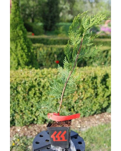 Купрессоципарис Лейланда | Cupressocyparis leylandii | Купрессоципарис Лейланда