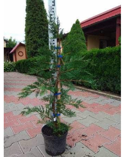 Купрессоципарис Лейланда | Cupressocyparis leylandii | Купрессоципарис Лейланда