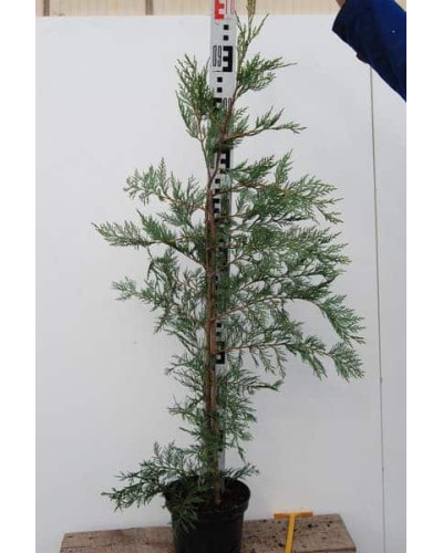 Купрессоципарис Лейланда | Cupressocyparis leylandii | Купрессоципарис Лейланда