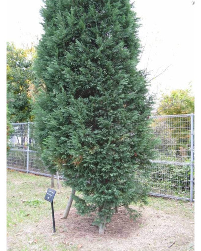 Купрессоципарис Лейланда | Cupressocyparis leylandii | Купрессоципарис Лейланда