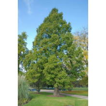 Метасеквоя гліптостробусовидна | Metasequoia glyptostroboides | Метасеквоя глиптостробусовая