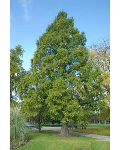 Метасеквоя гліптостробусовидна | Metasequoia glyptostroboides | Метасеквоя глиптостробусовая