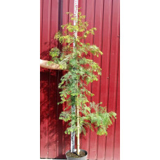 Метасеквоя гліптостробусовидна | Metasequoia glyptostroboides | Метасеквоя глиптостробусовая
