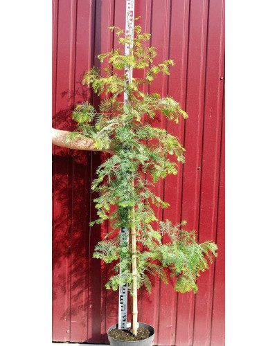 Метасеквоя гліптостробусовидна | Metasequoia glyptostroboides | Метасеквоя глиптостробусовая