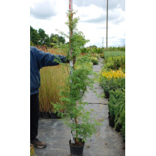 Метасеквоя гліптостробусовидна | Metasequoia glyptostroboides | Метасеквоя глиптостробусовая