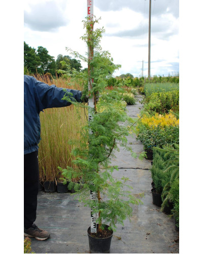 Метасеквоя гліптостробусовидна | Metasequoia glyptostroboides | Метасеквоя глиптостробусовая