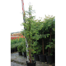 Метасеквоя гліптостробусовидна | Metasequoia glyptostroboides | Метасеквоя глиптостробусовая