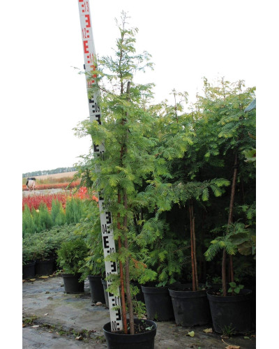 Метасеквоя гліптостробусовидна | Metasequoia glyptostroboides | Метасеквоя глиптостробусовая