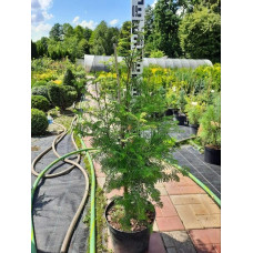 Метасеквоя гліптостробусовидна | Metasequoia glyptostroboides | Метасеквоя глиптостробусовая
