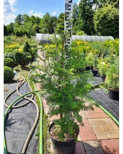 Метасеквоя гліптостробусовидна | Metasequoia glyptostroboides | Метасеквоя глиптостробусовая
