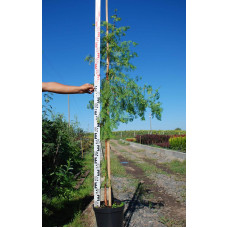 Метасеквоя гліптостробусовидна | Metasequoia glyptostroboides | Метасеквоя глиптостробусовая