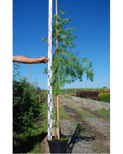 Метасеквоя гліптостробусовидна | Metasequoia glyptostroboides | Метасеквоя глиптостробусовая
