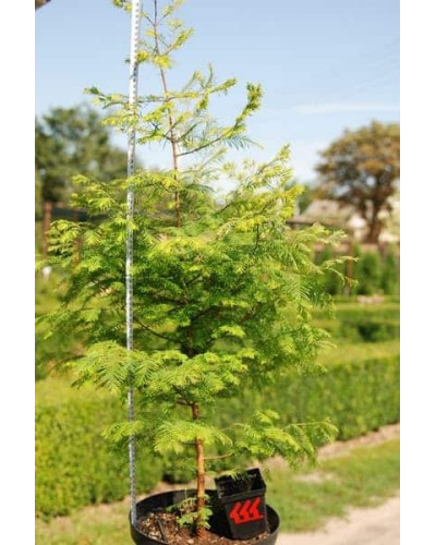 Метасеквоя гліптостробусовидна | Metasequoia glyptostroboides | Метасеквоя глиптостробусовая