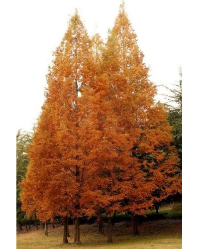 Метасеквоя гліптостробусовидна | Metasequoia glyptostroboides | Метасеквоя глиптостробусовая