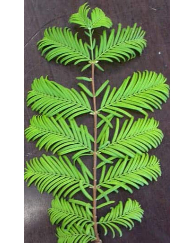Метасеквоя гліптостробусовидна | Metasequoia glyptostroboides | Метасеквоя глиптостробусовая