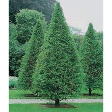 Метасеквоя гліптостробусовидна | Metasequoia glyptostroboides | Метасеквоя глиптостробусовая