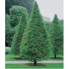Метасеквоя гліптостробусовидна | Metasequoia glyptostroboides | Метасеквоя глиптостробусовая