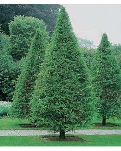 Метасеквоя гліптостробусовидна | Metasequoia glyptostroboides | Метасеквоя глиптостробусовая