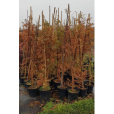 Метасеквоя гліптостробусовидна | Metasequoia glyptostroboides | Метасеквоя глиптостробусовая