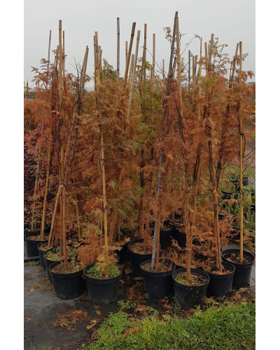 Метасеквоя гліптостробусовидна | Metasequoia glyptostroboides | Метасеквоя глиптостробусовая