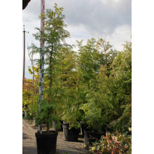 Метасеквоя гліптостробусовидна | Metasequoia glyptostroboides | Метасеквоя глиптостробусовая