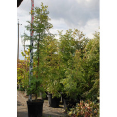 Метасеквоя гліптостробусовидна | Metasequoia glyptostroboides | Метасеквоя глиптостробусовая