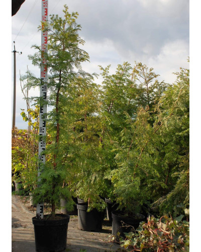 Метасеквоя гліптостробусовидна | Metasequoia glyptostroboides | Метасеквоя глиптостробусовая