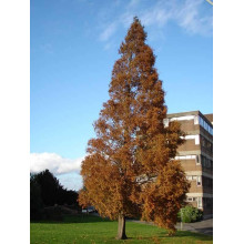 Метасеквоя гліптостробусовидна | Metasequoia glyptostroboides | Метасеквоя глиптостробусовая
